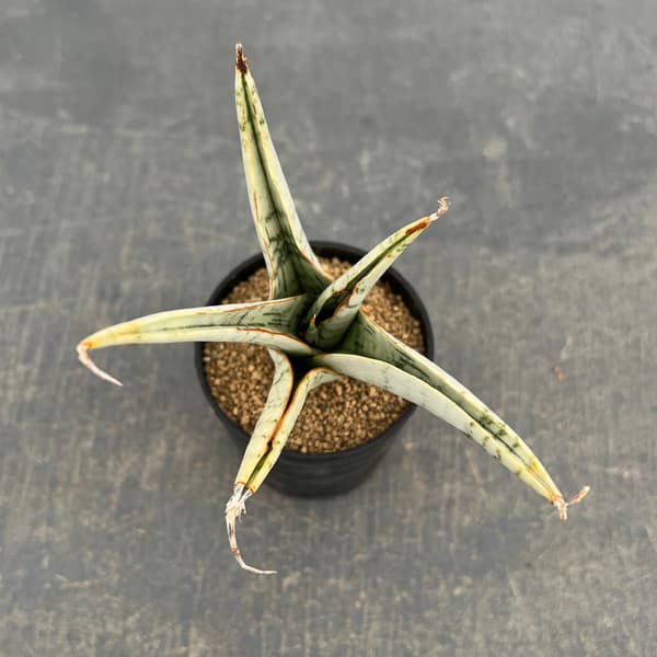 サンセベリア：スノーフレーク　2号鉢植え