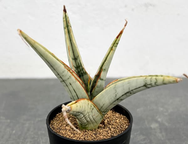 サンセベリア：スノーフレーク　2号鉢植え