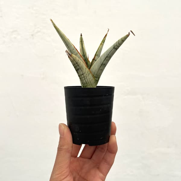 サンセベリア：スノーフレーク　2号鉢植え