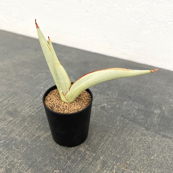 サンセベリア：チャミン　2号鉢植え