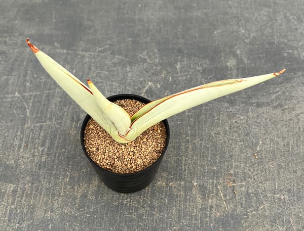 サンセベリア：チャミン　2号鉢植え