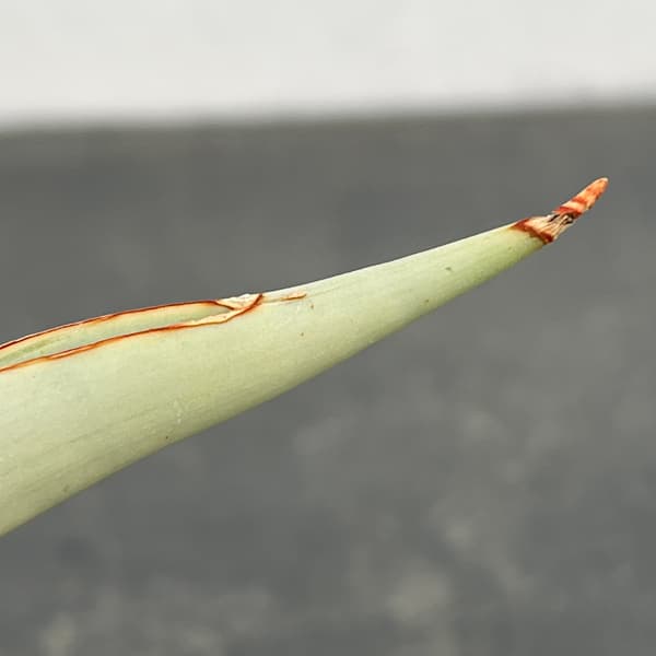 サンセベリア：チャミン　2号鉢植え