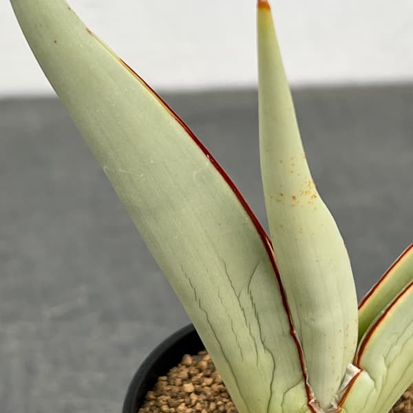 サンセベリア：チャミン　2号鉢植え