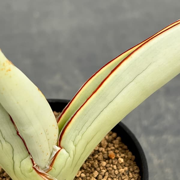 サンセベリア：チャミン　2号鉢植え