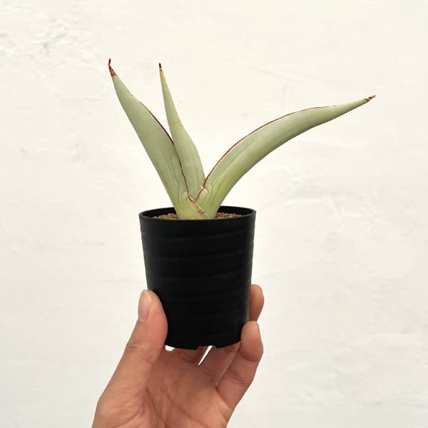 サンセベリア：チャミン　2号鉢植え