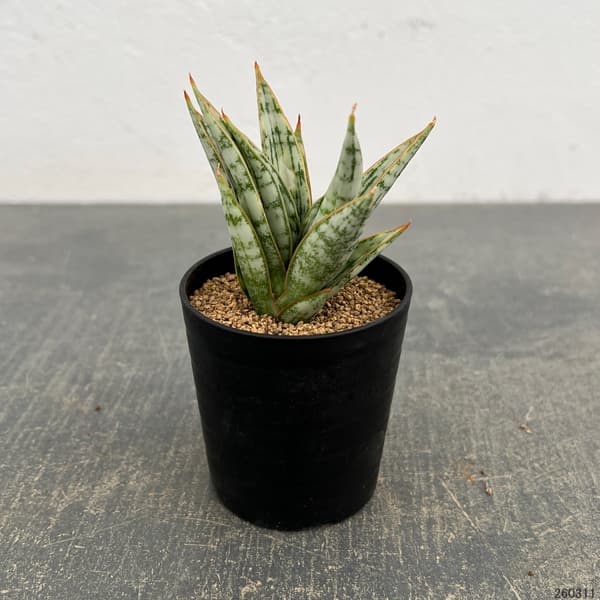 サンセベリア：マルガリータ　2号鉢植え