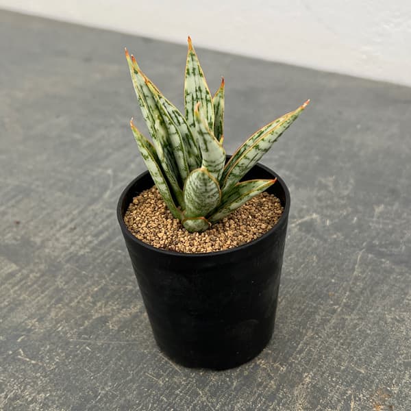 サンセベリア：マルガリータ　2号鉢植え