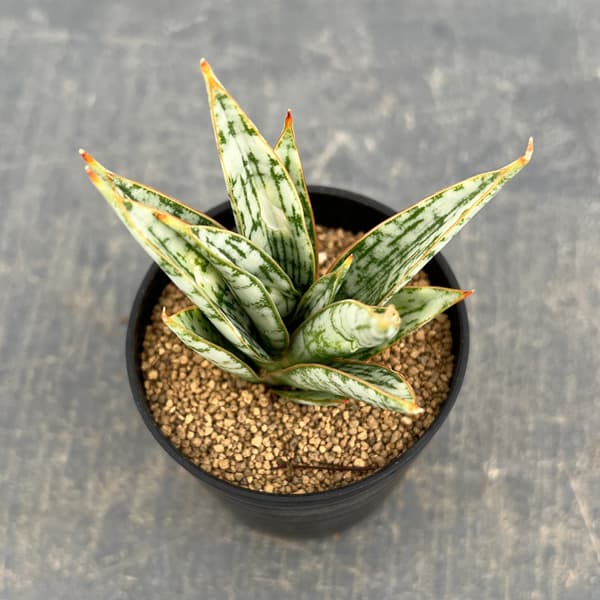 サンセベリア：マルガリータ　2号鉢植え