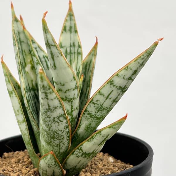 サンセベリア：マルガリータ　2号鉢植え