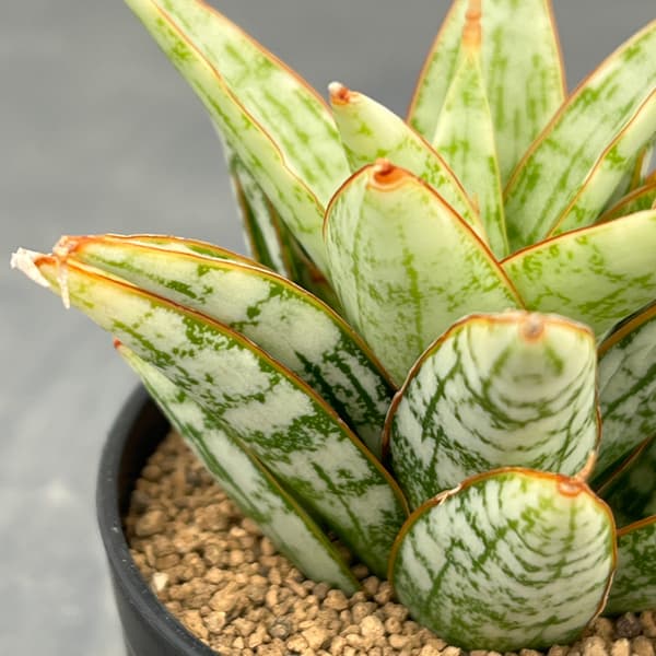 サンセベリア：マルガリータ　2号鉢植え