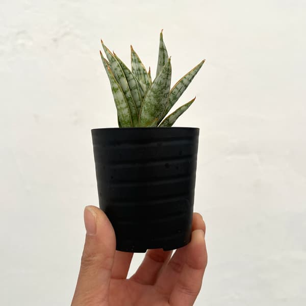 サンセベリア：マルガリータ　2号鉢植え