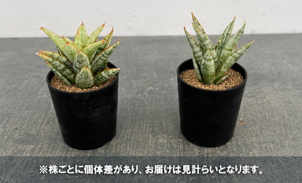 サンセベリア：マルガリータ　2号鉢植え