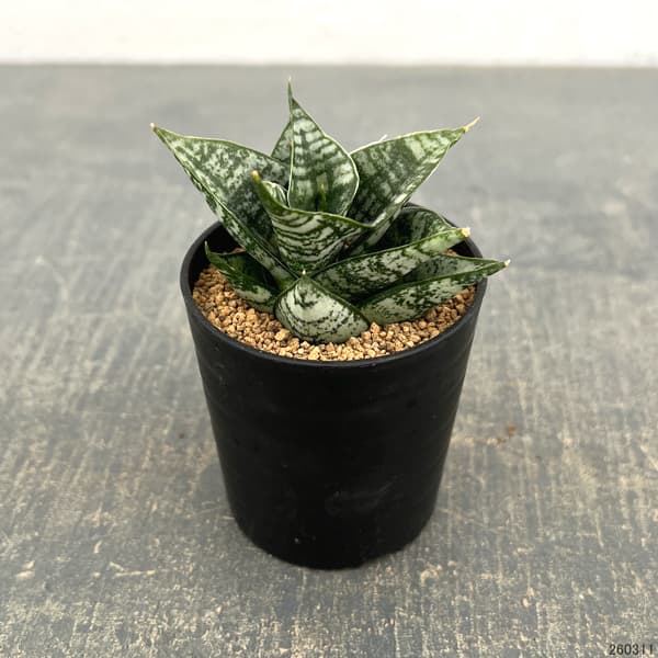 サンセベリア：エーレンデル　2号鉢植え