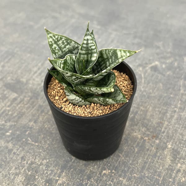 サンセベリア：エーレンデル　2号鉢植え