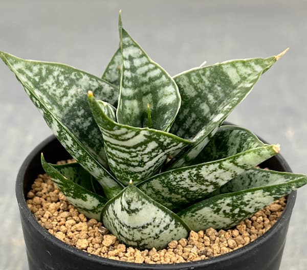 サンセベリア：エーレンデル　2号鉢植え