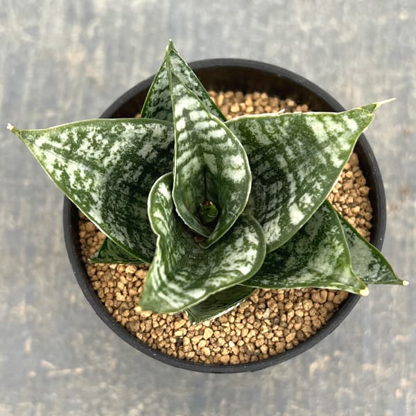 サンセベリア：エーレンデル　2号鉢植え