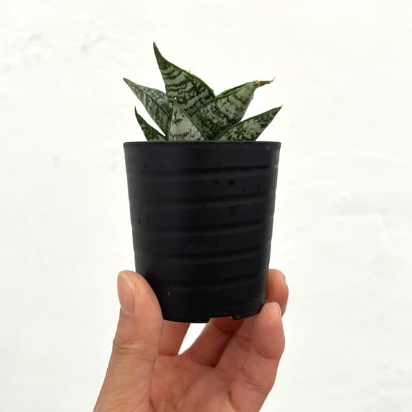 サンセベリア：エーレンデル　2号鉢植え