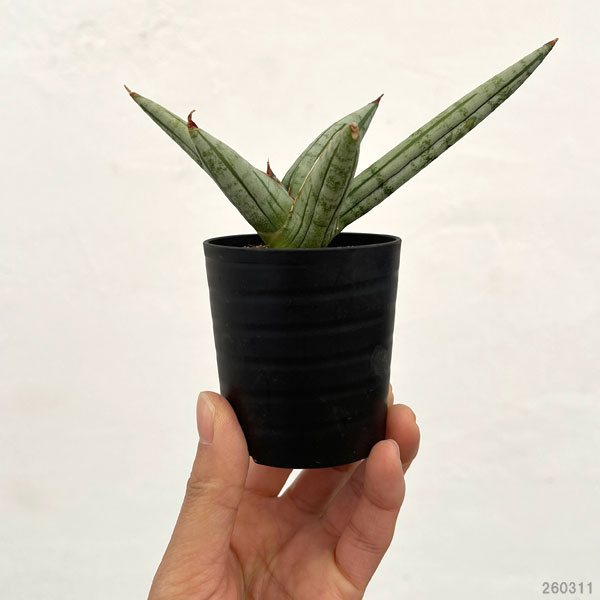 サンセベリア：ファットマン　2号鉢植え