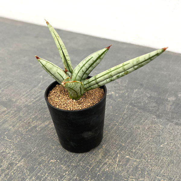 サンセベリア：ファットマン　2号鉢植え
