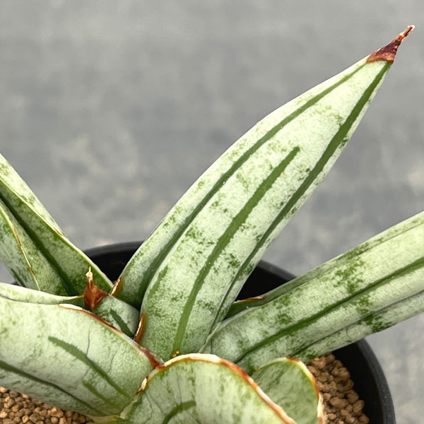 サンセベリア：ファットマン　2号鉢植え