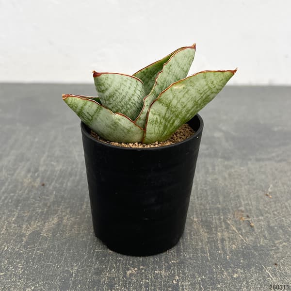 サンセベリア：アンドロメダ　2号鉢植え