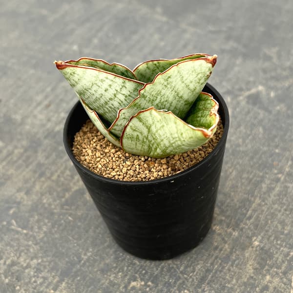 サンセベリア：アンドロメダ　2号鉢植え