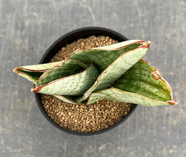 サンセベリア：アンドロメダ　2号鉢植え