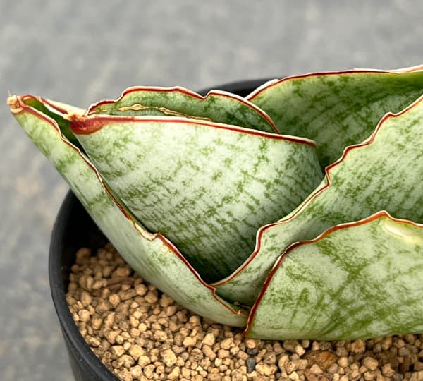 サンセベリア：アンドロメダ　2号鉢植え