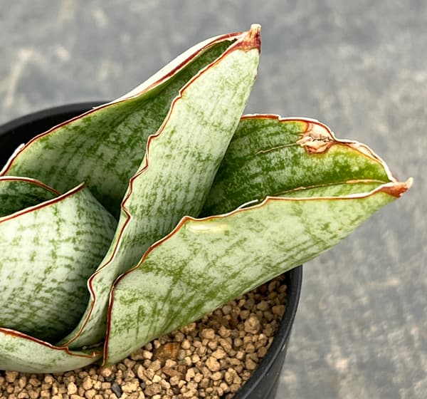 サンセベリア：アンドロメダ　2号鉢植え