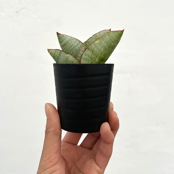 サンセベリア：アンドロメダ　2号鉢植え