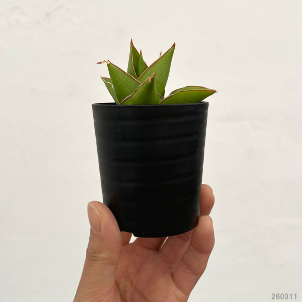 サンセベリア：タワー　2号鉢植え