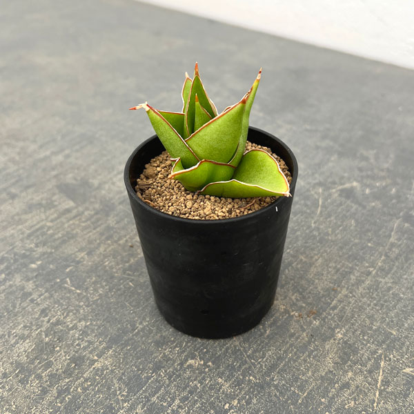 サンセベリア：タワー　2号鉢植え