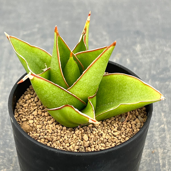 サンセベリア：タワー　2号鉢植え