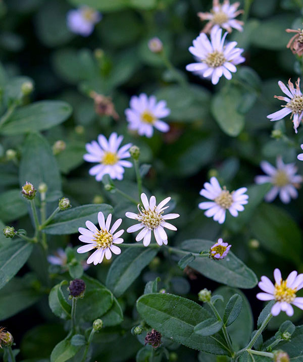 カーリメリス：ナナブルー3.5号ポット