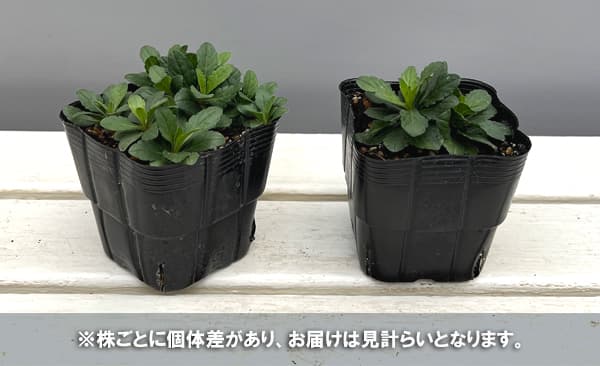 カーリメリス：ナナブルー3.5号ポット