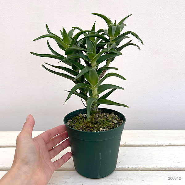 アロエ：デラエティ　4号鉢植え