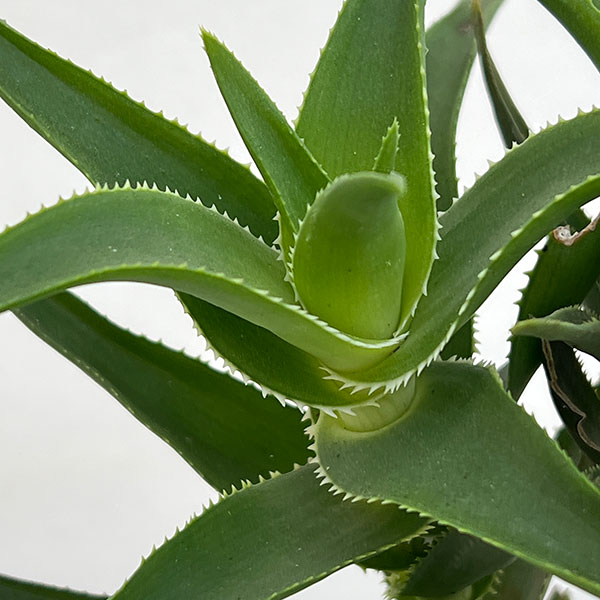 アロエ：デラエティ　4号鉢植え