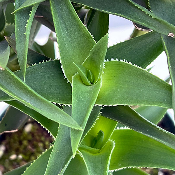 アロエ：デラエティ　4号鉢植え