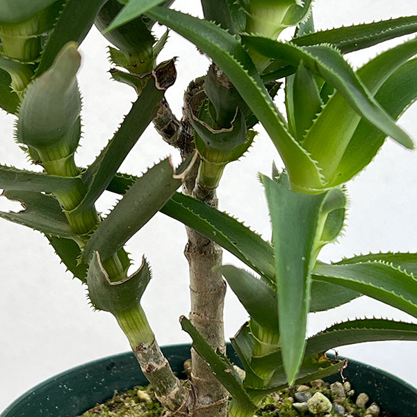 アロエ：デラエティ　4号鉢植え