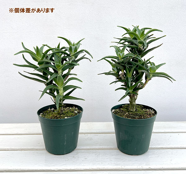アロエ：デラエティ　4号鉢植え