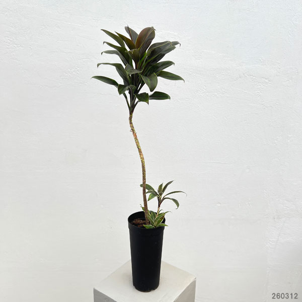 コルジリネ：チョコレートクイーン　4号ロングポット