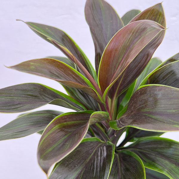 コルジリネ：チョコレートクイーン　4号ロングポット