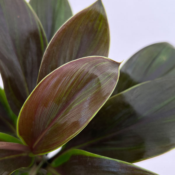 コルジリネ：チョコレートクイーン　4号ロングポット