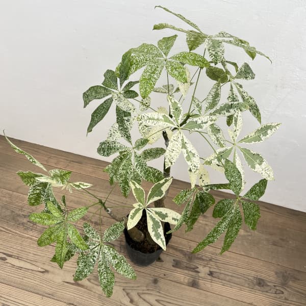 パキラ：グラブラ 斑入り　7号鉢植え26-01