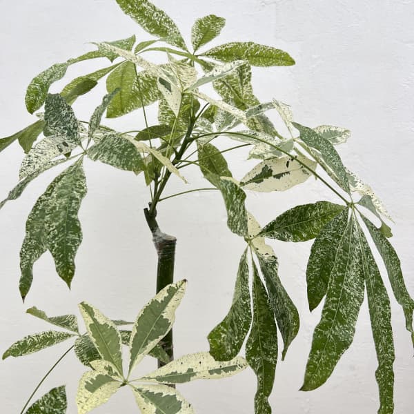 パキラ：グラブラ 斑入り　7号鉢植え26-01