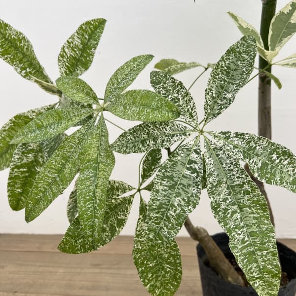 パキラ：グラブラ 斑入り　7号鉢植え26-01