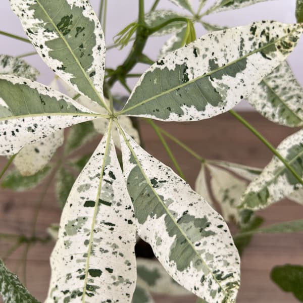 パキラ：グラブラ 斑入り　7号鉢植え26-01