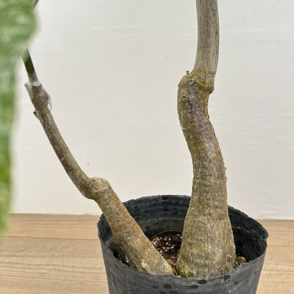 パキラ：グラブラ 斑入り　7号鉢植え26-01