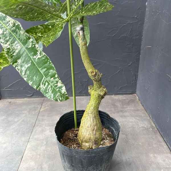 パキラ:グラブラ 斑入り 7号鉢植え26-01