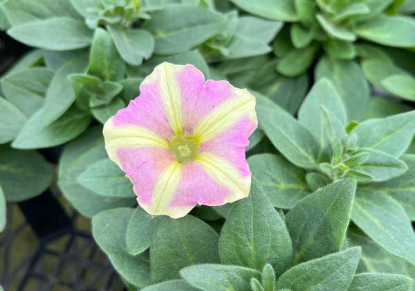 [26年4月上旬予約]ペチュニア（宿根）：おぼろさくら3.5号ポット